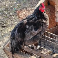 Galli giovani incrocio australorp