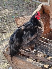 Galli giovani incrocio australorp