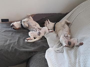 Jack Russel per accoppiamento