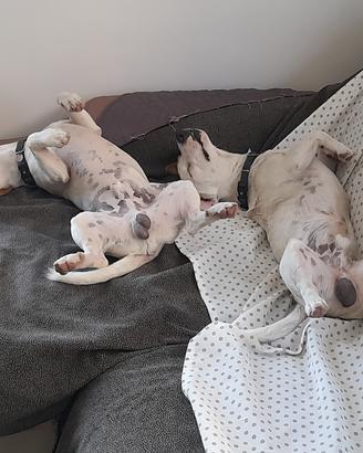 Jack Russel per accoppiamento