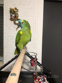 Pappagallo Amazzone