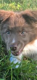 Border collie