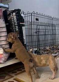 Bulldog francese
