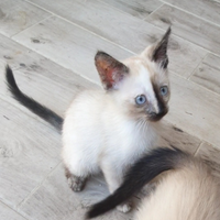 Gattino simil siamese