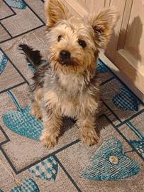 Yorkshire terrier di 9 mesi