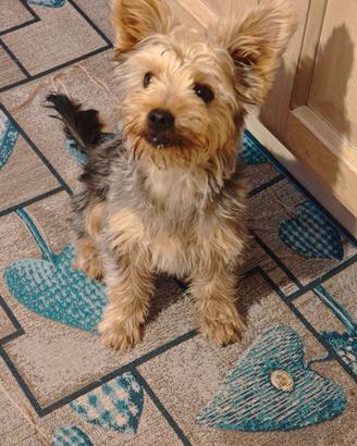 Yorkshire terrier di 9 mesi
