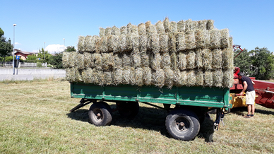 Fieno Prato stabile 2025