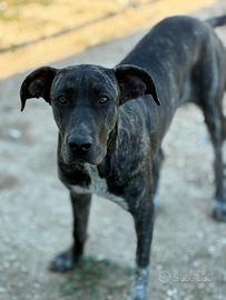 Meticcia alano cane un anno steilizzata