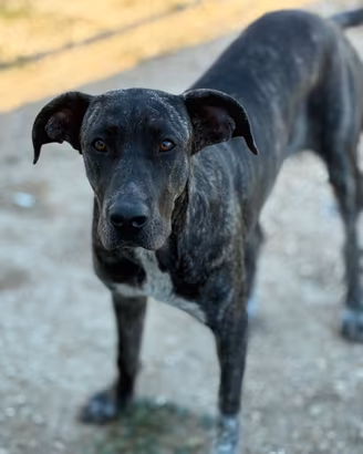 Meticcia alano cane un anno steilizzata