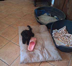 Barbone mini toy nero