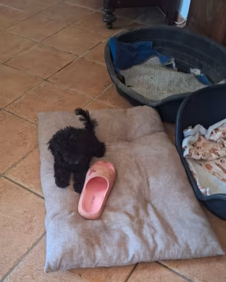 Barbone mini toy nero