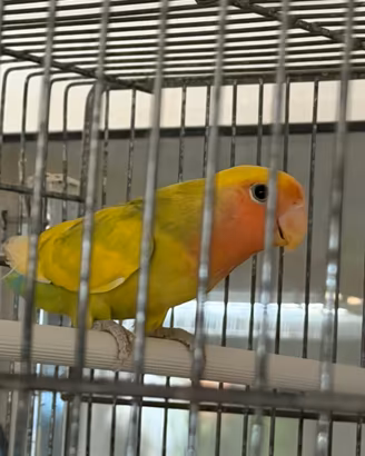 Inseparabili