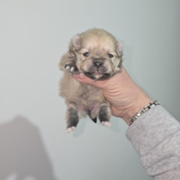 Toy pomerania spitz tedeschi nano pedigree