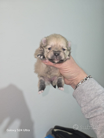 Toy pomerania spitz tedeschi nano pedigree