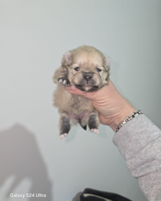 Toy pomerania spitz tedeschi nano pedigree