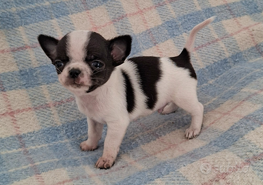 Chihuahua cucciolo piccolissimo