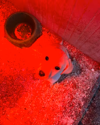 Labrador