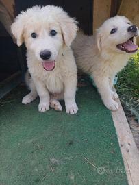 Cuccioli mix Maremmano