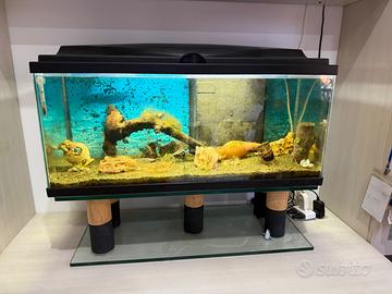 Acquario