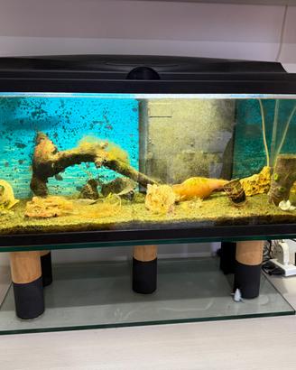 Acquario