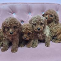 Barboncini meravigliosi