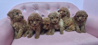 Barboncini meravigliosi