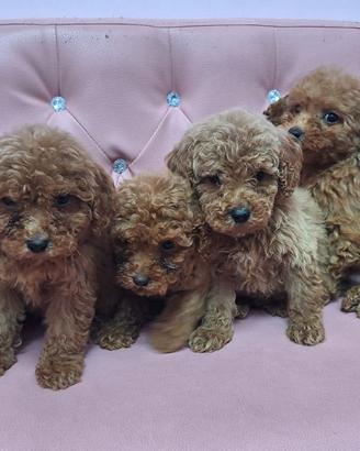 Barboncini meravigliosi