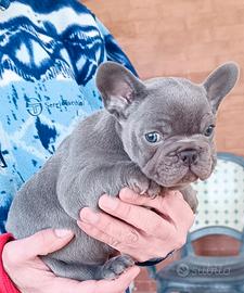 Bulldog francese lilac blu
