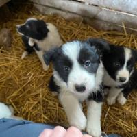 Cuccioli Border Collie