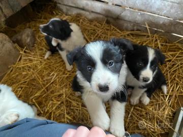Cuccioli Border Collie