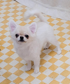 Con pedigree cucciolo chihuahua