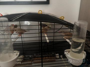 Vendersi sei bengalini / diamantini