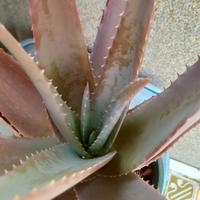 Aloe vera in vaso di colore verde