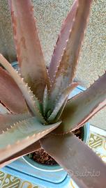 Aloe vera in vaso di colore verde