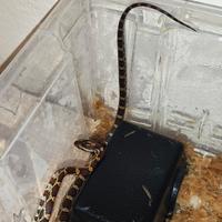 Serpenti del grano(elaphe guttata)