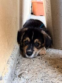 Welsh Corgi Pembroke