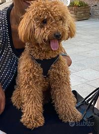 Barboncino nano per accoppiamento monta