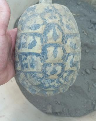 Tartaruga