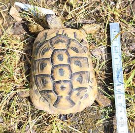 Tartarughe testudo hermanni boettgeri