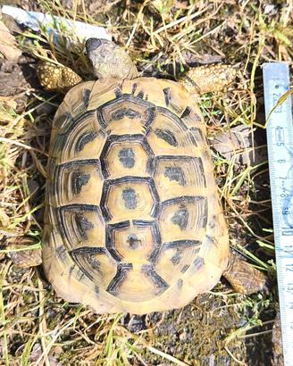 Tartarughe testudo hermanni boettgeri