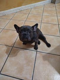 Bulldog francese