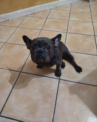 Bulldog francese