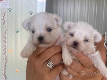 Cucciolo maltesi taglia piccola