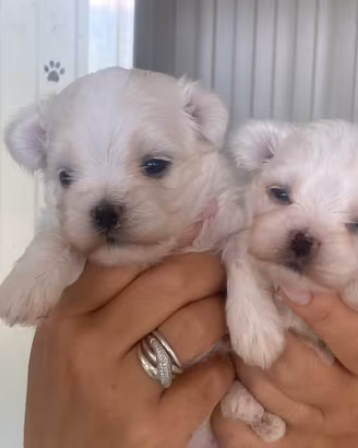 Cucciolo maltesi taglia piccola