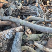 Legna di ulivo da ardere