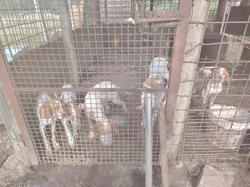 Cuccioli pointer/Setter