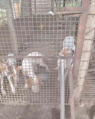 Cuccioli pointer/Setter