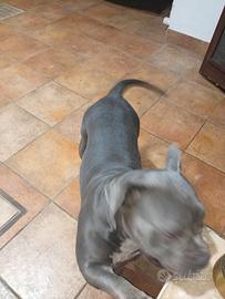 American bully