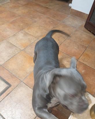 American bully