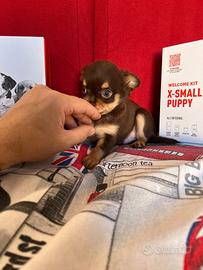 chihuahua maschio occhi chiari toy 80 gg